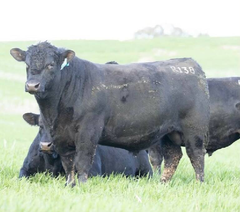 Top priced lot at the Milwillah Angus bull sale was Milwillah Jaal R138. 