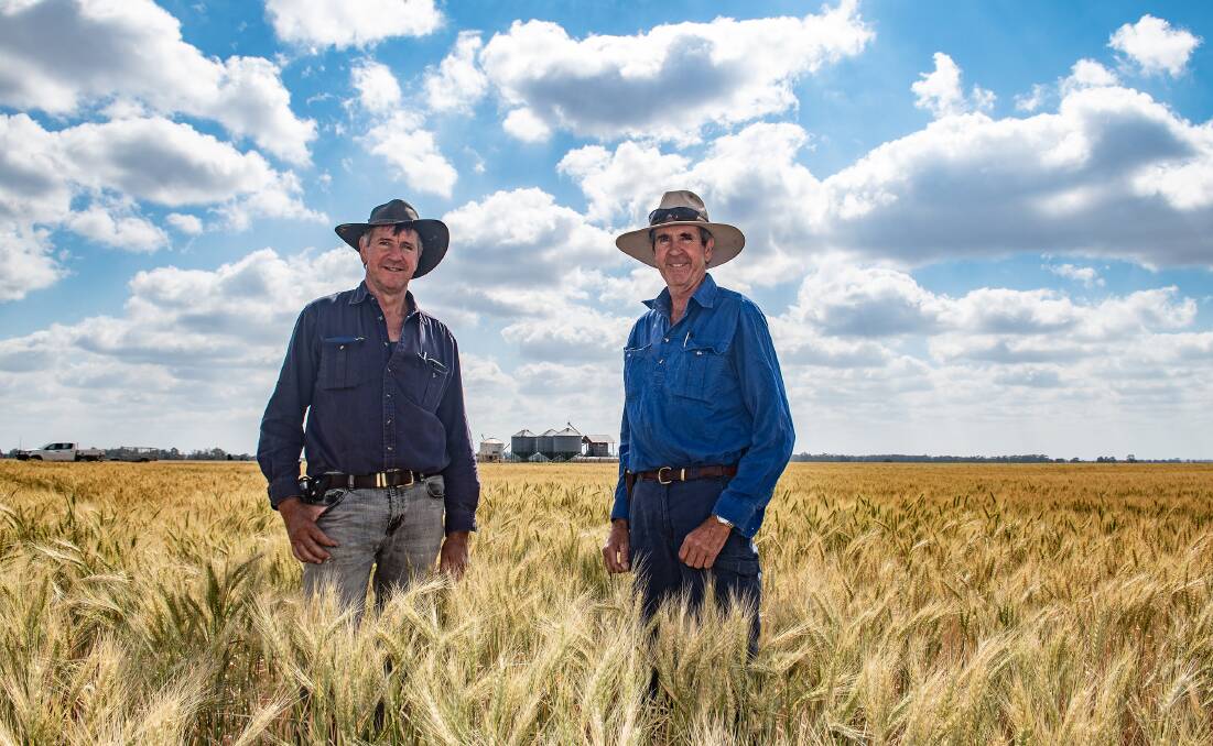Greg and Terry Dalgliesh, Galtymore, Brigalow, in their wheat crop.