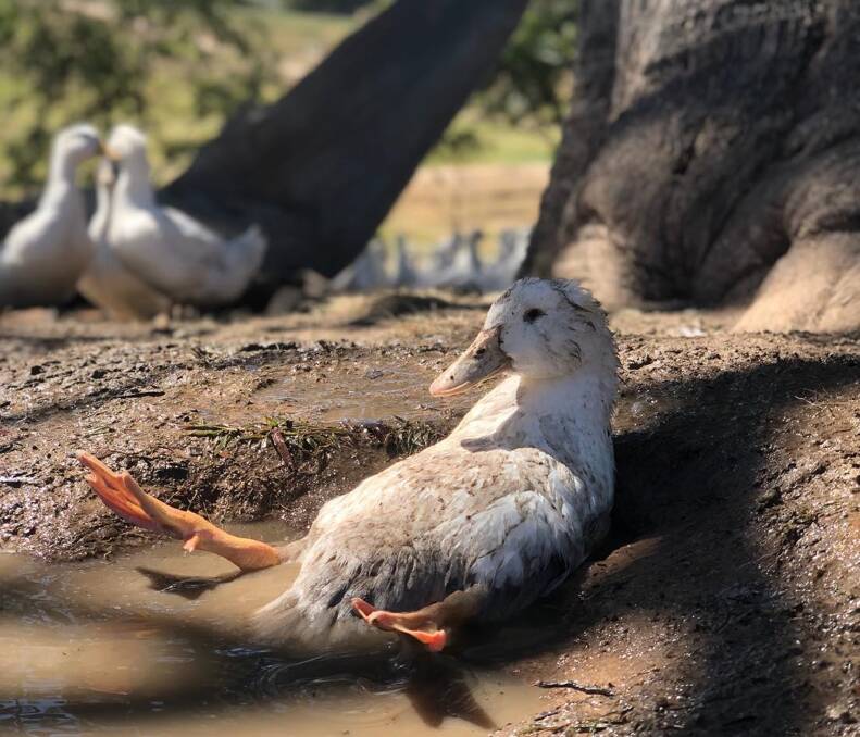TIME OUT: This duck takes a break from life at Tathra Place where the raft help keep pests down and provide moiosture-rich fertiliser before being processed for the table.