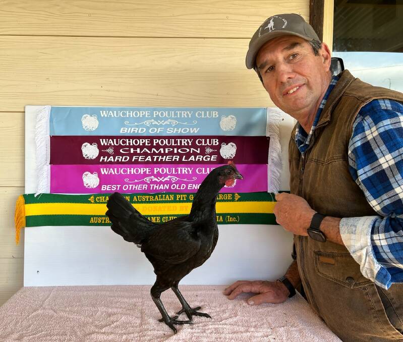 WINNER: Alan Bailey is still winning ribbons, pictured with the Black Lightweight Pit Pullet which won Champion Bird of Show at Wauchope Poultry Club Show.