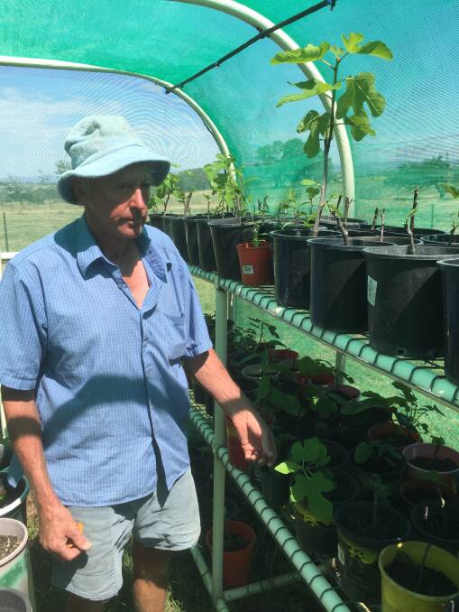 David Dinham propagated cuttings from his fig trees in a greenhouse in the hopes of replacing trees which had been removed.