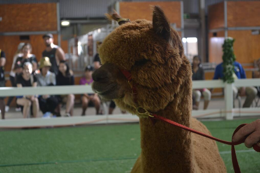 There are some top quality Alpacas on show at the Australian Alpaca Nationals.