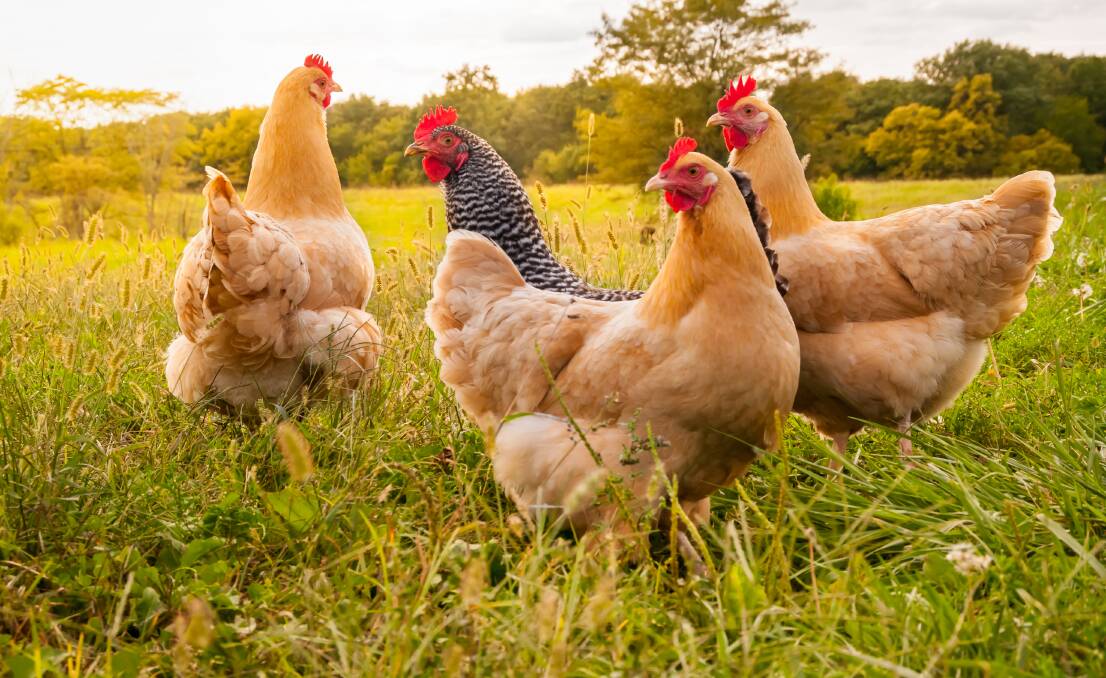 AWARE: There are a number of factors to look for when purchasing poultry.