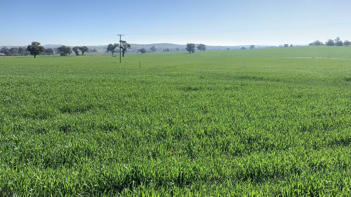 STRONG: The trial crop near Cowra, NSW, which received pelletised compost at time of sowing. 