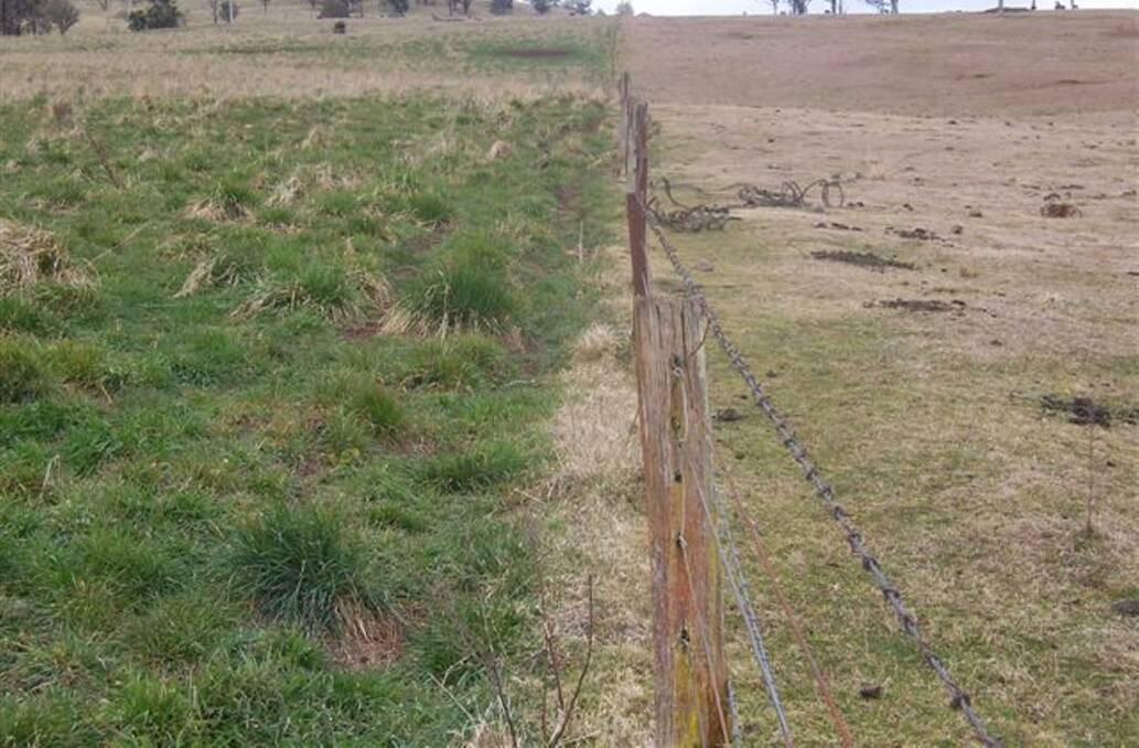 The pasture on the left has been supplemented with TNN Australia products - the one on the right has not.