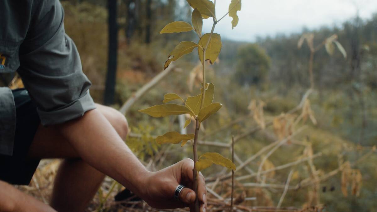 RECOVERY: Replanting is just one aspect of helping a bushfire affected area to bounce back. 