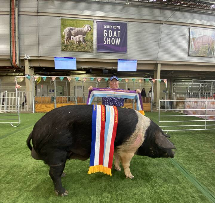 BIG LAD: Corella Park Satellite D1316 was awarded 2021 Best Pig In Show for Amanda Flemming. Photo: Denis Howard