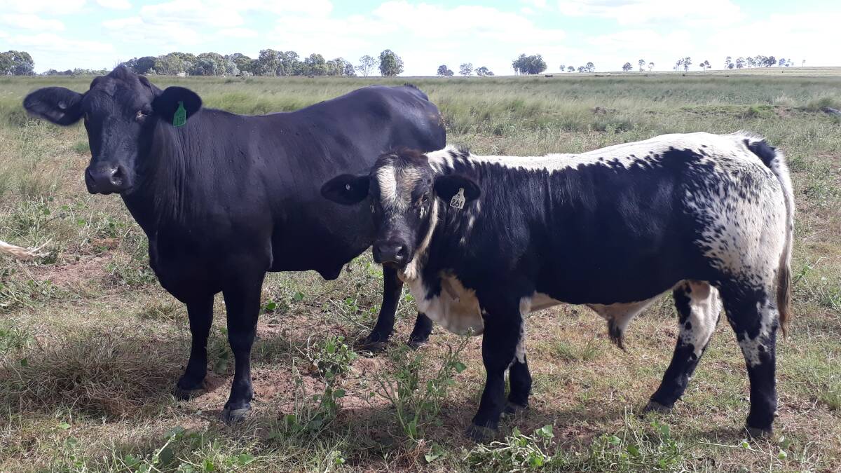 An example of the calves Glenvillan Pastoral like to breed.