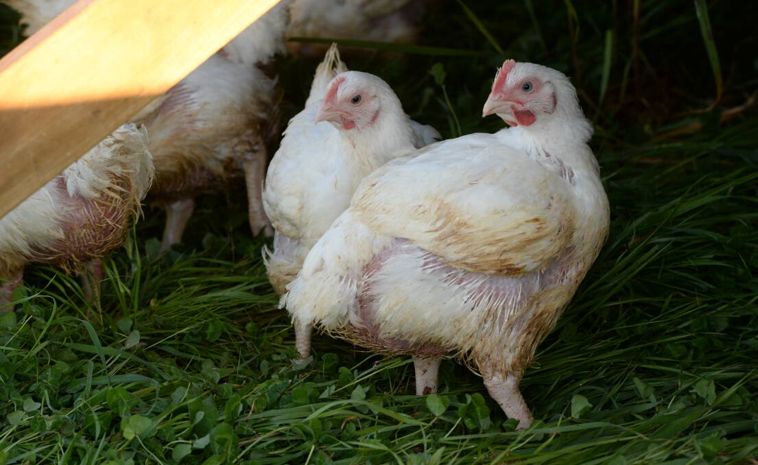 INFORMATION: There are many avenues to go down to find out about chooks. Photo: Rachel Webb.