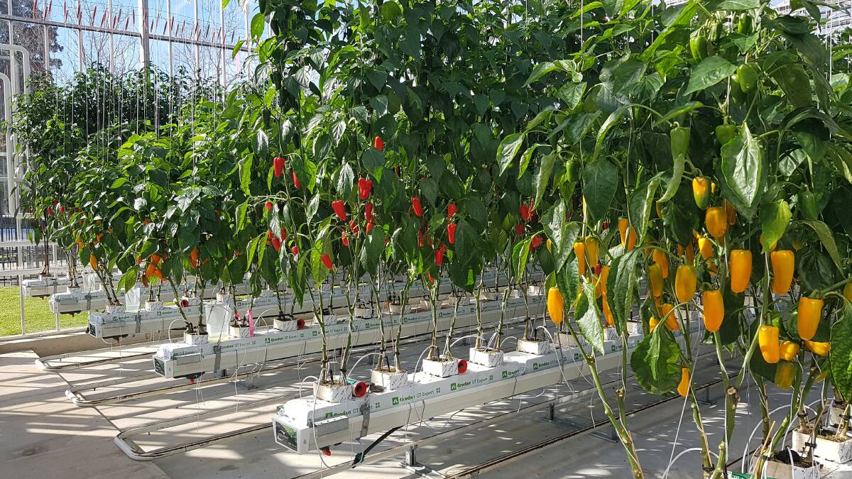 MORE THAN TASTY: The snacking capsicum crop planted for teaching and research purposes as part of the program. Photo: AUSVEG.