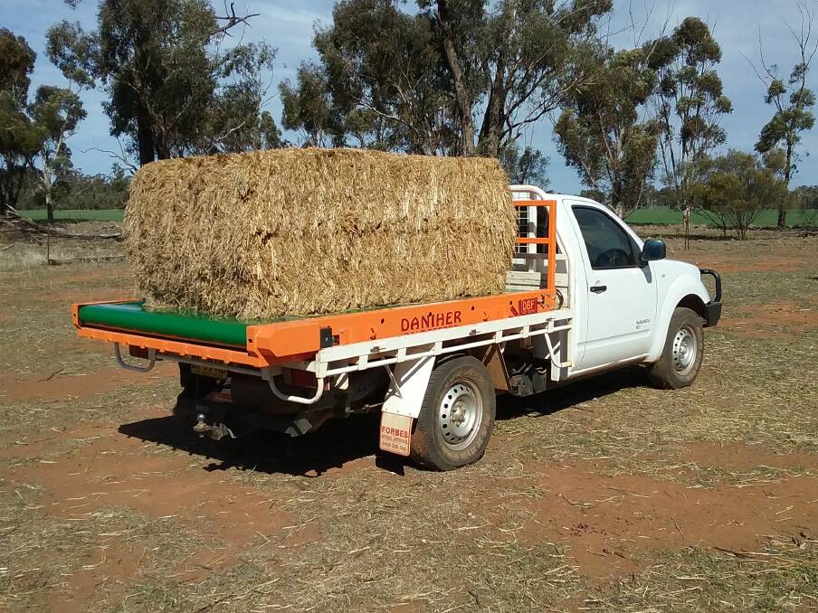 The bales fall off the belt of a Daniher Bale Feeder in a manageable size for mobs of sheep all sizes. 