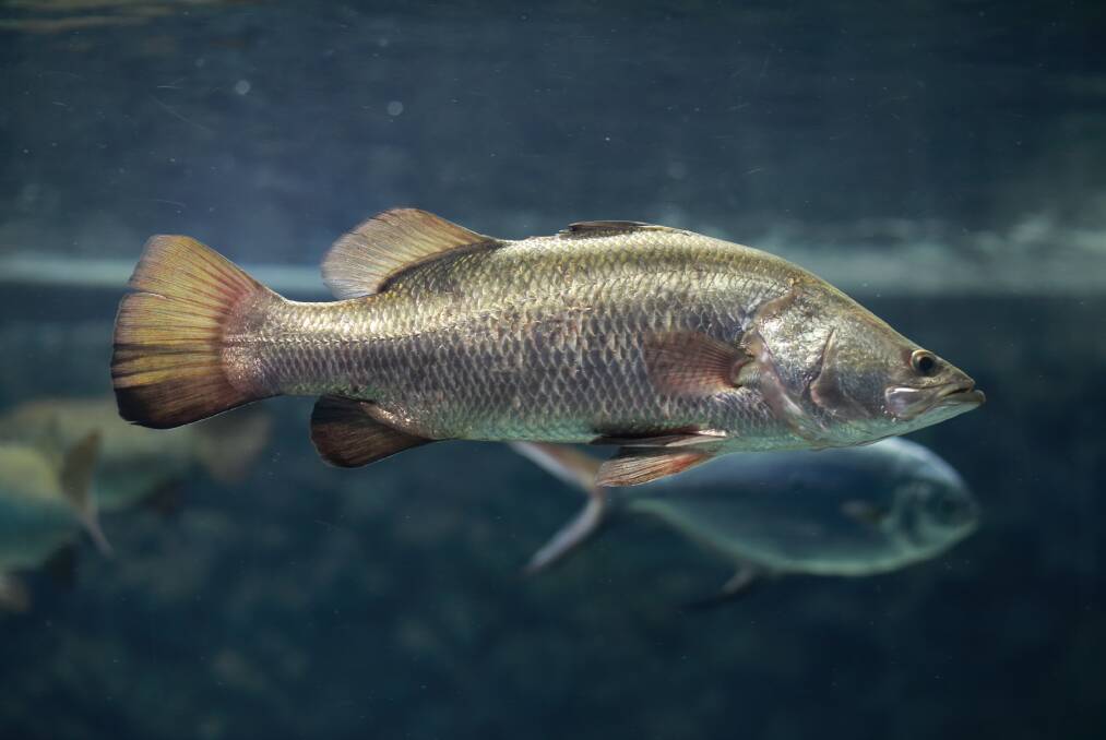 CHOICE: Silver Perch can have a better survival rate than Bass and Yellow Belly in farm dams. 