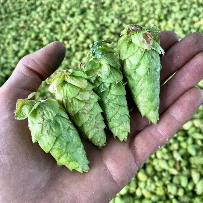 COMMITTED: Ryefield Hops' philosophy is in supplying sustainable and environmentally friendly produce.