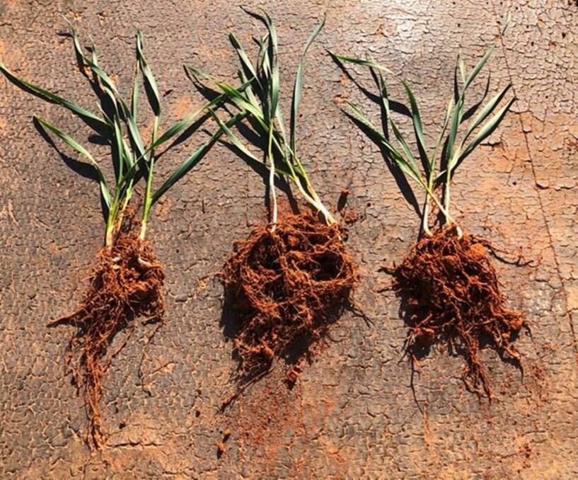 A wheat roots comparison after the Ganmain down the tube fertiliser trial from left, MAP, YLAD Germinate Plus and pelletised worm fertiliser.