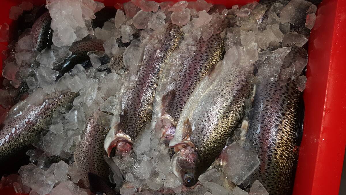 FRESH: Arc-en-Ciel Trout Farm produces around nine tonne of Rainbow trout in an average year.