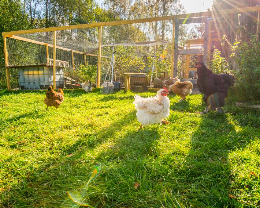 COMFORTABLE: Bruce Pattinson believes careful planning and positioning can be beneficial to both you and your chooks. 