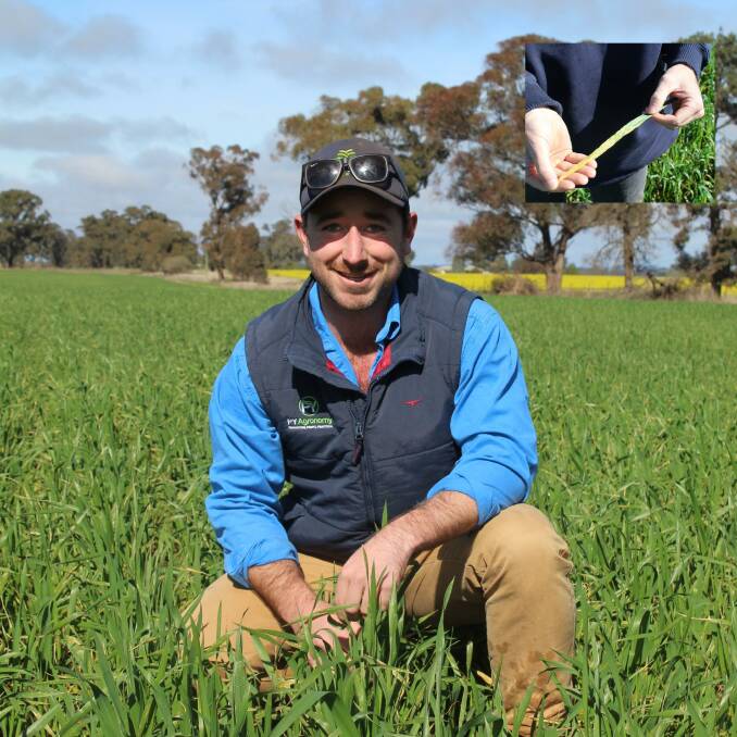 PY Agronomy's John Monk in a wheat crop with signs of stripe rust just south of Parkes and (inset) is a leaf infected with the fungus. Photo: Denis Howard