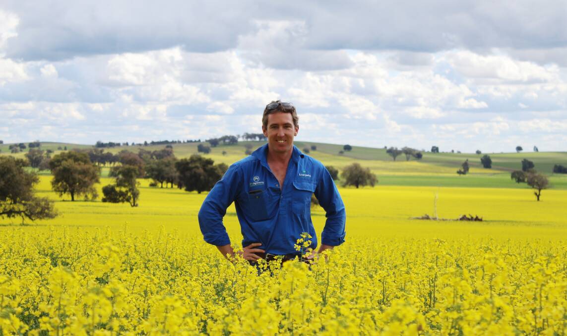 Luke Frecklington, PY Agronomy, Parkes, says early-sown canola is capitalising on this season's conditions in the Lachlan area. Photo: Denis Howard