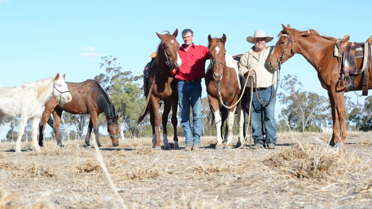 Patrick and Tim Harris will showcase their calm training style at the Mudgee Field Days. Photo: Rachael Webb.