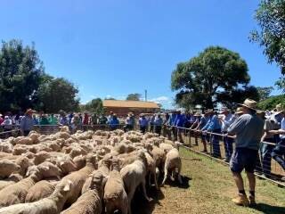 The 75th annual Dunedoo Sheep Breeders Sale drew a good crowd. Picture supplied. 