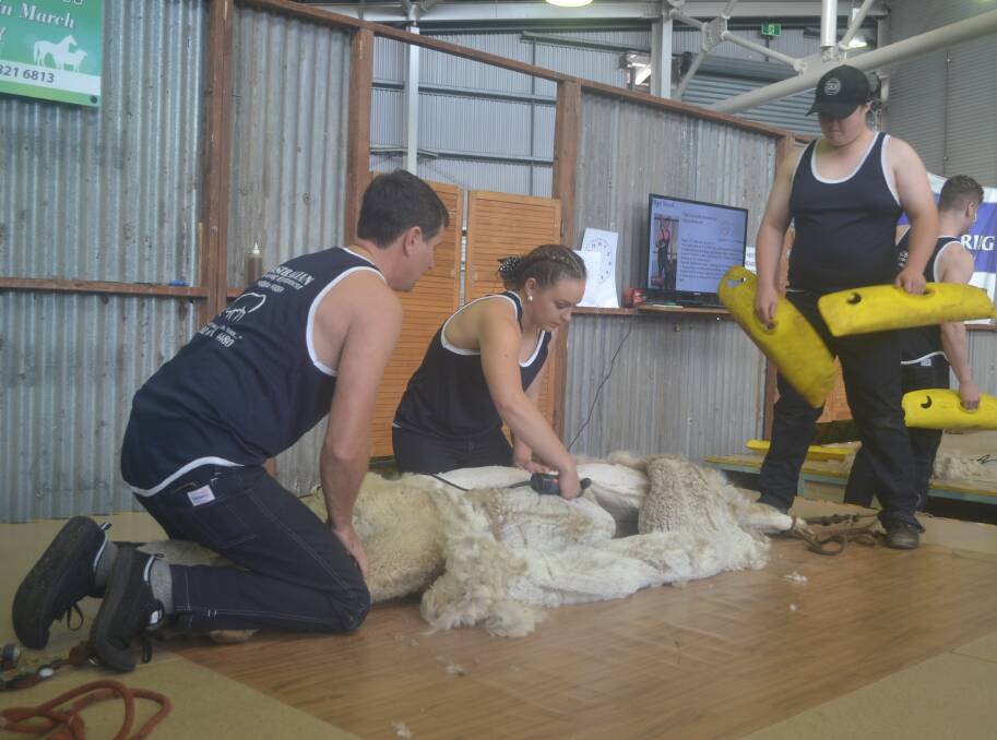 CLOSE SHAVE: Laura Fletchers shears an alpaca at this year's Sydney Royal, helped by Nigel Wood. Photo: Denis Howard.