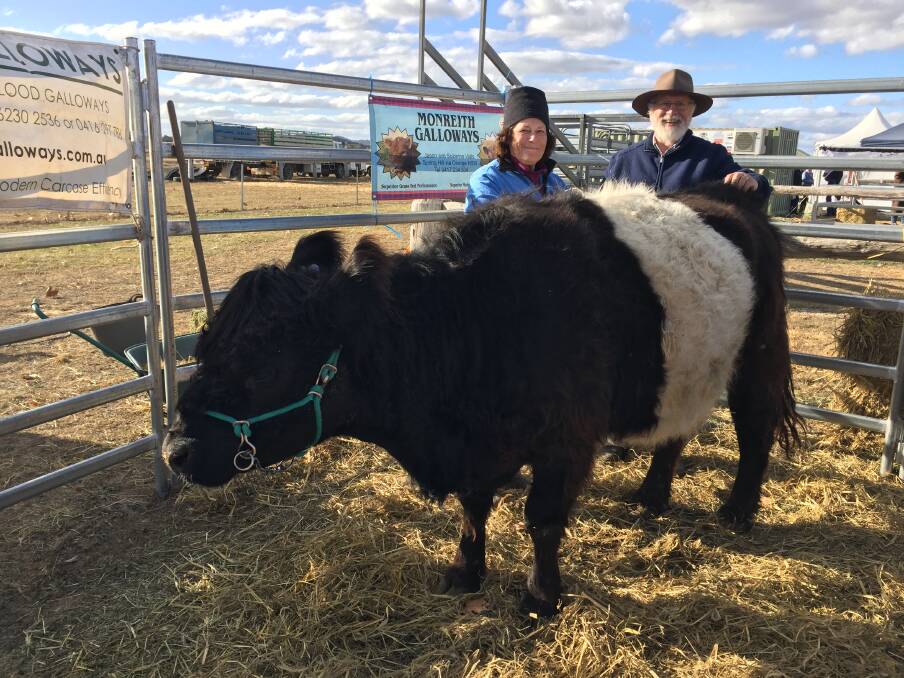 BELT UP: Chris and Greg Stuart with a Belted Galloway at the Mudgee Small Farm Field Days.
