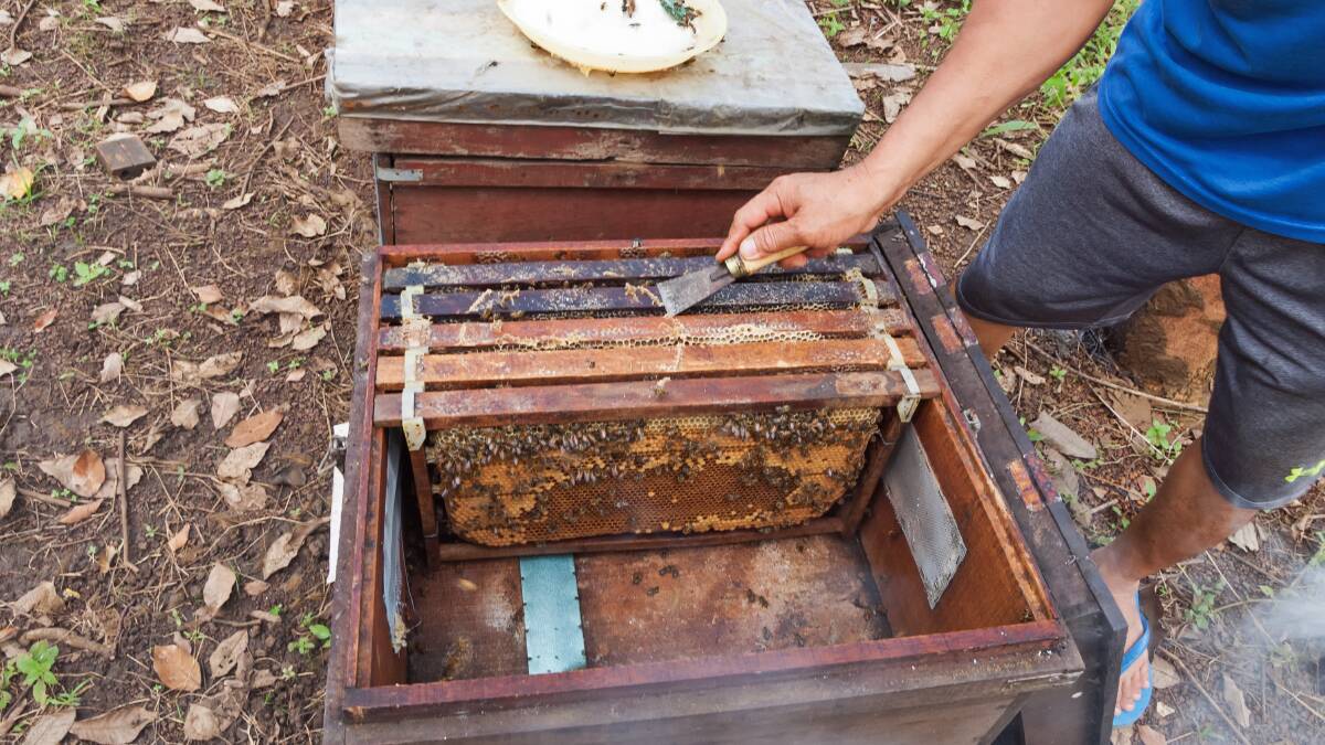 SNEAKY: Despite scraping the burr comb off, a Small Hive Beetle still found its way into Jim Wright's honey.