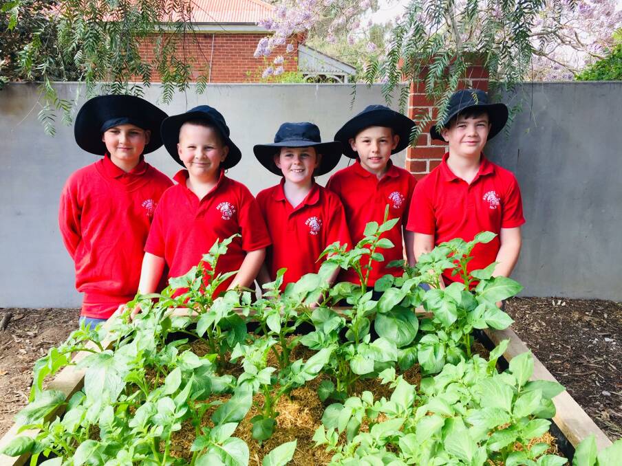 DECIDED: Grade 3/4 students at Avenel Primary School unanimously voted the humble potato as their favourite vegetable to grow. Photos: Fiona Gowers.