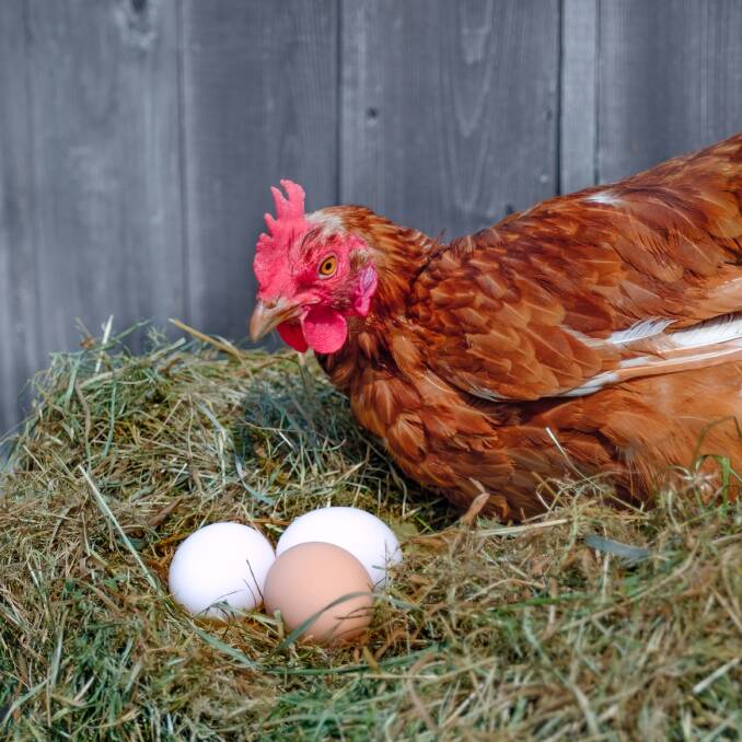 CLUCKY: Broody hens are a great way to raise chicks and grow your flock.