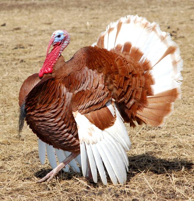 IMPRESSIVE: Flocks of Bourbon Red turkeys can be found in Australia. Photo: Shutterstock.