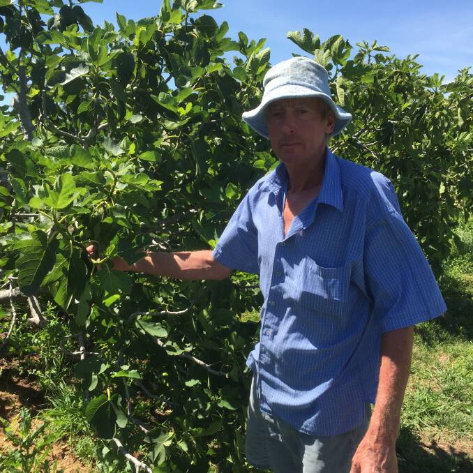 David Dinham and his wife Alison decided to sell their broadacre cropping enterprise to take over a fig orchard at Borenore, NSW.