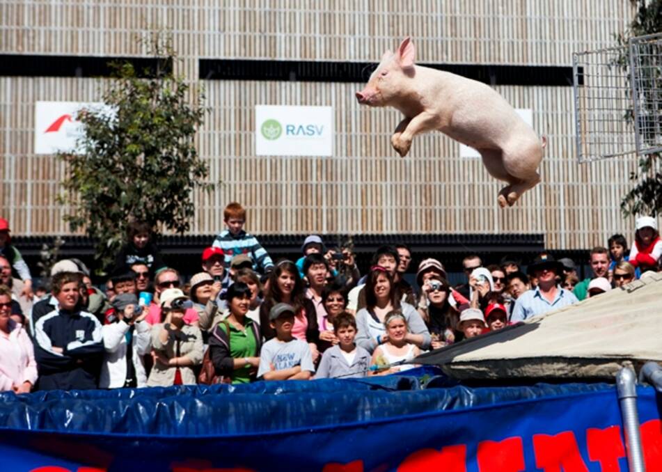 The Racing and Diving Pigs troupe has been exciting crowds for more than 25 years.