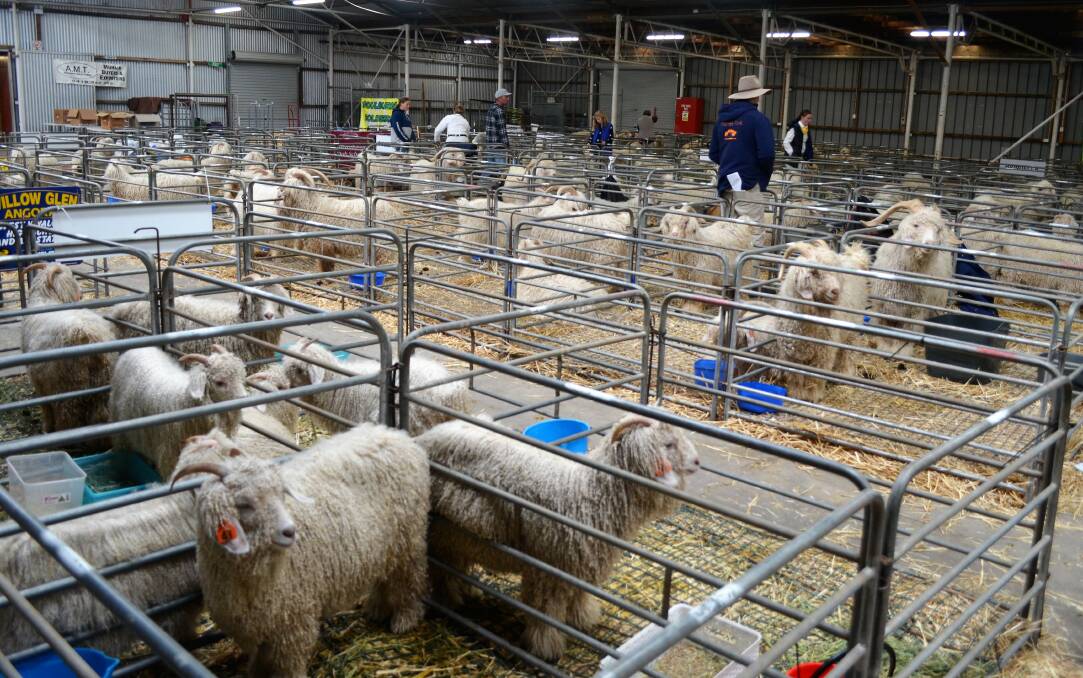 QUALITY: Some of the 180 animals from 20 different exhibitors in the yards at this year's National Angora Trophy Show.