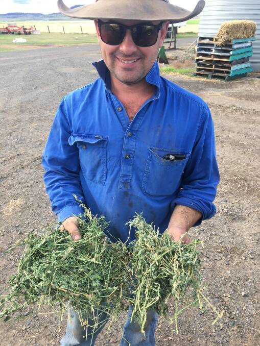 Liam Lyons, on the family farm at Nobby QLD, is delighted with the winter-vigor and the semi-winter-active style of new SW7403 lucerne.