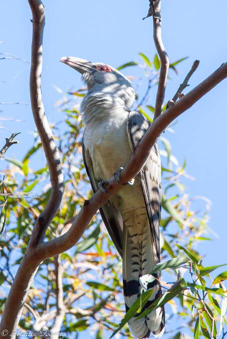 SNEAKY: The channel-billed cuckoos stay in Australia for four or five months, breed, and then leave their eggs with a surrogate to look after. 