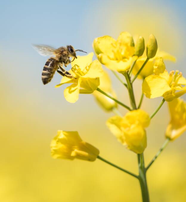 NOT PICKY: Bees are indiscriminate about what flowers they forage on.