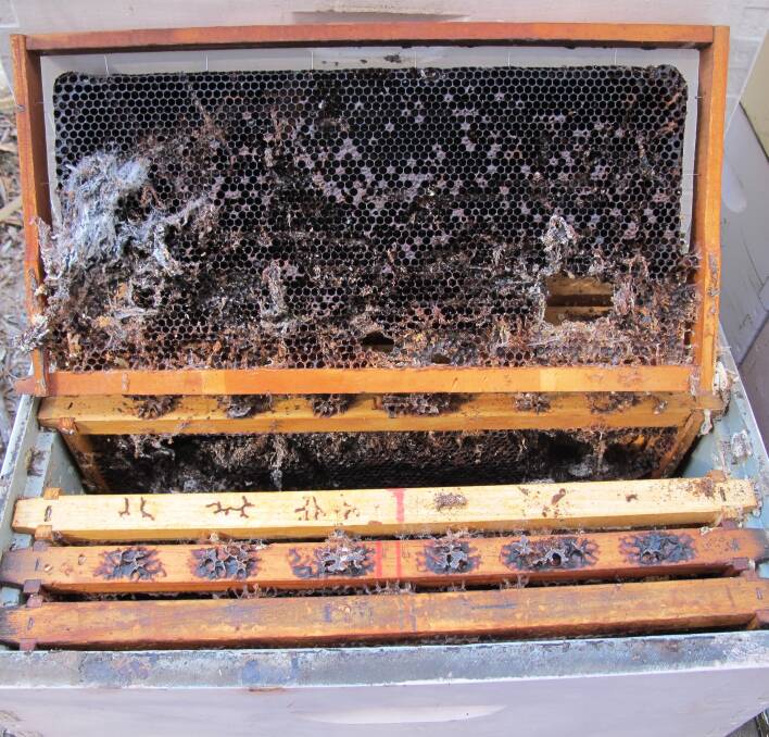 HEALTHIER: The Australian Honey Bee Industry Biosecurity Code of Practice has been designed to improve the general health and productivity of beehives, and decrease the incidence of American foulbrood in Australia. 