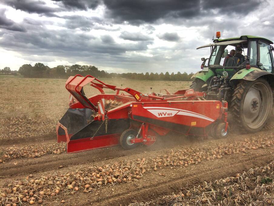SMOOTH: The Grimme WV windrower gently lifts onions, cleans them on two main webs and then places them in an even swath on a consolidated surface.