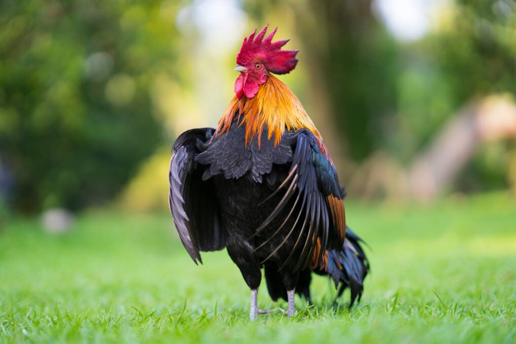 DILEMMA: Deciding if you get a rooster or not can come down to your local council regulations.