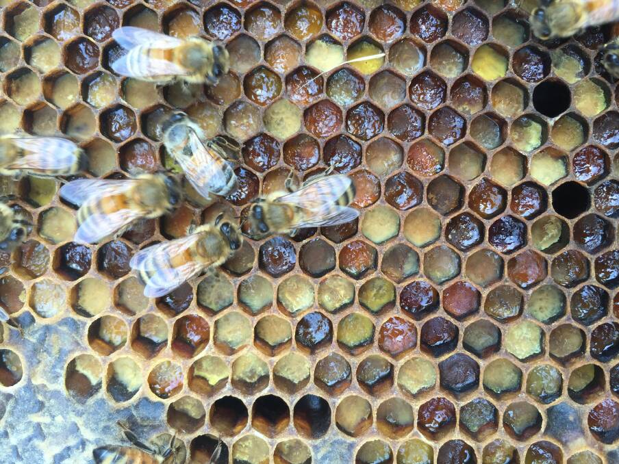 CHALLENGING: The beekeeping industry still faces some major challenges such as access to floral resources and queen bees that are bred for production and health traits.