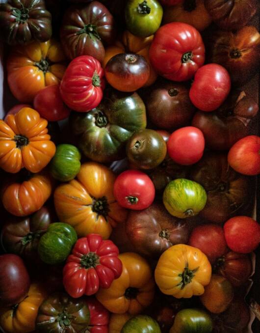 PRIZED: Some of the award-winning produce from Cheryl McGaffin and Daniel's Run Heirloom Tomatoes.