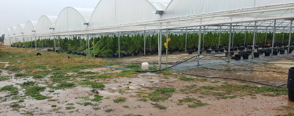 SET UP: The property near Trundle featured extensive infrastructure including a number of large greenhouses being used for cannabis cultivation. Photo: NSW Police