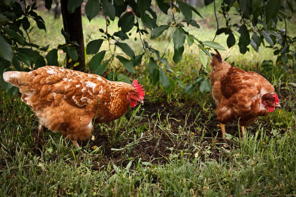 DESTRUCTIVE: Poultry can have a negative impact on vegetable gardens, both eating the produce and digging up the ground. Photo: Shutterstock.