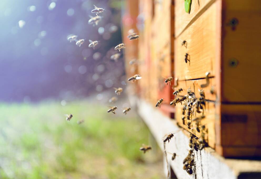 EASY DOES IT: Quietly, slowly and gently is the rule for beekeepers undertaking hive manipulation.