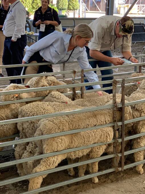 Australian Wool Network's Ally Colwell in action at the National Merino Challenge.