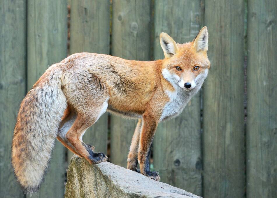 PREDATOR: Hungry foxes are very brave and enthusiastic hunters and chook pens need to be well maintained to keep the flock safe.