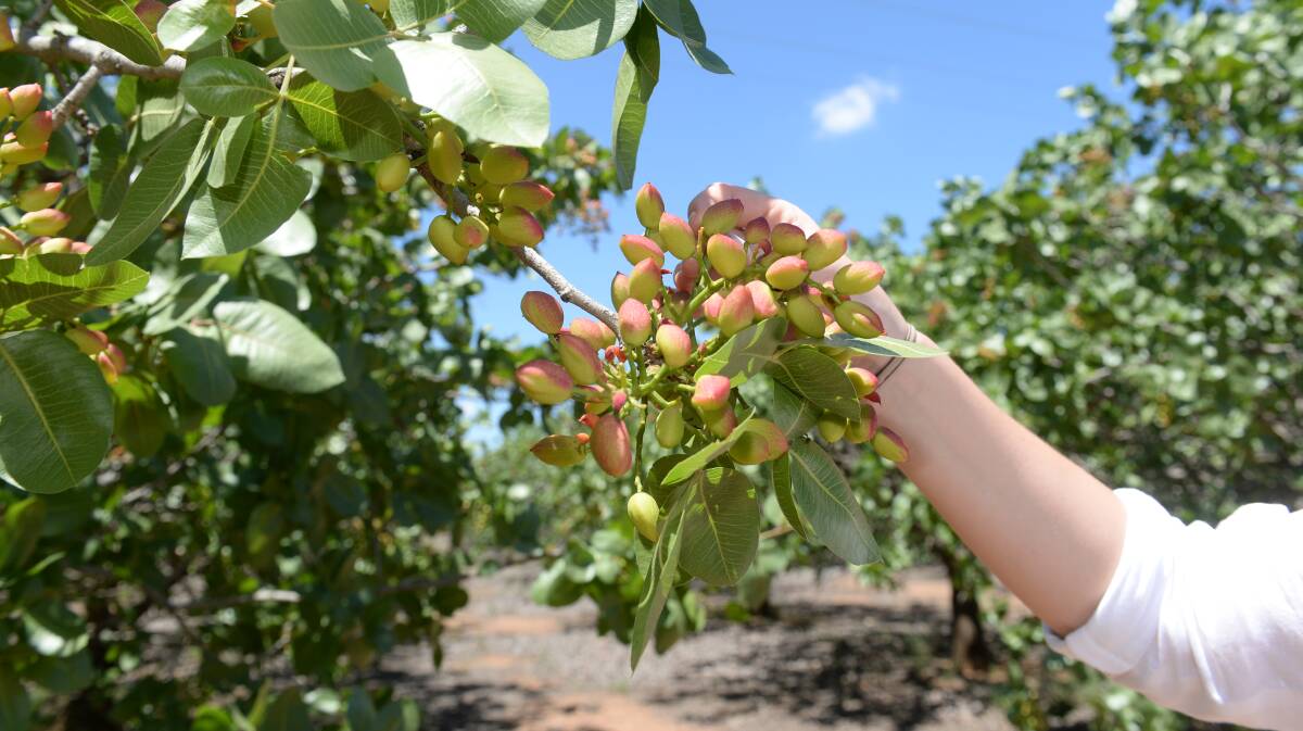 The pistachios are stripped of their skin and processed onsite at Murrungundy Pistachios. Photo: Rachael Webb.