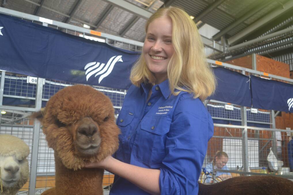 Coolawarra Alpacas' co-owner Rubey Williams with brown huacaya Gin and Tonic at the 2019 Sydney Royal Show. Photo: Denis Howard.