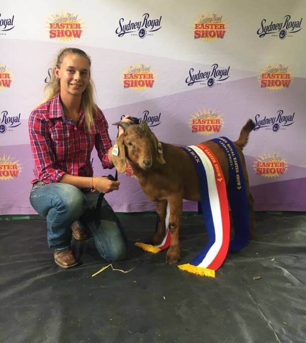 SUCCESS: Teizha Mears has claimed a win on a number of occasions at the Sydney Royal Show.