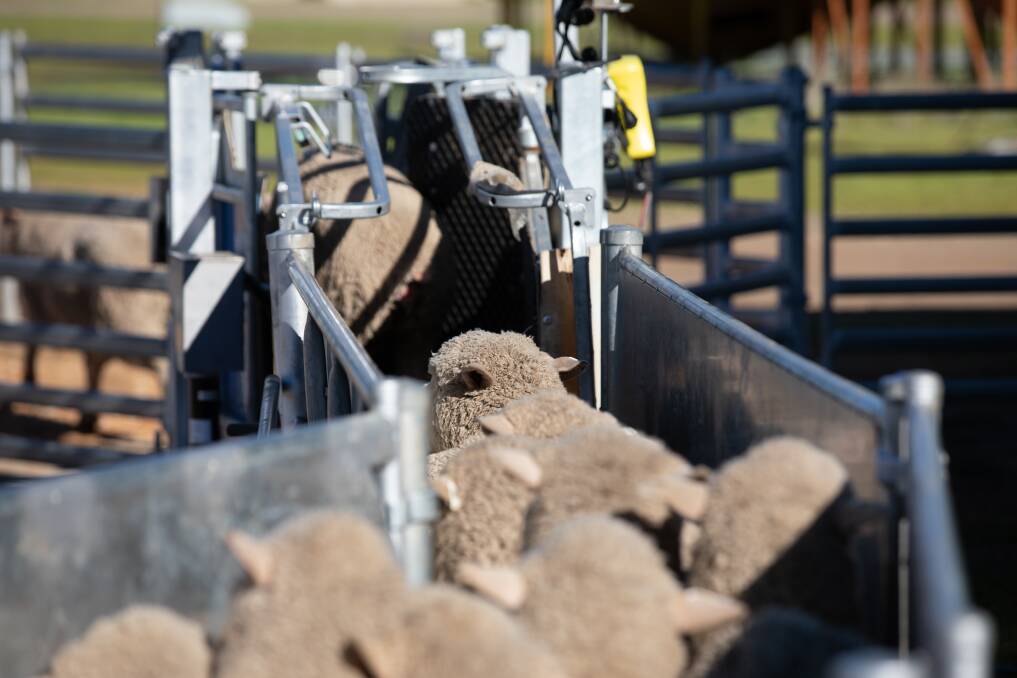Principal designer and founder of Atlex Stockyards, Ian Crafter, believes a good stockyard alleviates the stress on livestock.
